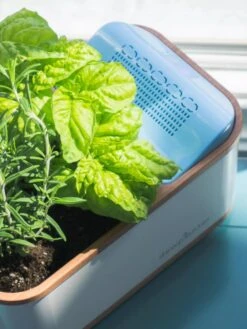 Dewplanter 10 Dewplanter -Plants And Accessories Shop 8609512 04V