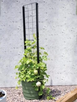 Gardener’s Victory Self-Watering Planter With Vine Trellis -Plants And Accessories Shop 8610238 15487 tif 1