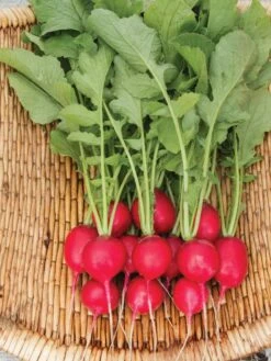 Family Garden Organic Seed Collection, Set Of 7 -Plants And Accessories Shop 8610262 Cherry Belle Radish 06V tif
