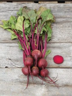 Family Garden Organic Seed Collection, Set Of 7 -Plants And Accessories Shop 8610262 Detroit Dark Red Beet 03V tif