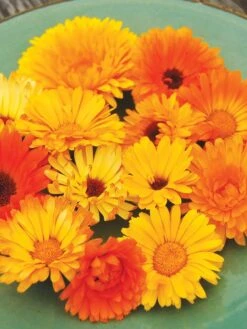 Family Garden Organic Seed Collection, Set Of 7 -Plants And Accessories Shop 8610262 Pacific Beauty Calendula 07V tif