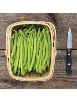 Antigua Bush Bean Organic Seeds 7 Antigua Bush Bean Organic Seeds -Plants And Accessories Shop 8610262 antigua bean 8 15 18 05v