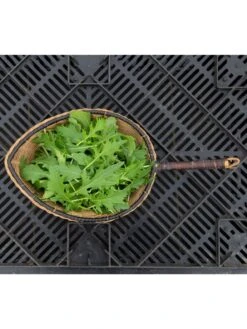 Silk Road Garden Organic Seed Collection, Set Of 6 9 Silk Road Garden Organic Seed Collection, Set Of 6 -Plants And Accessories Shop 8610264 mizuna babyleaf 01v