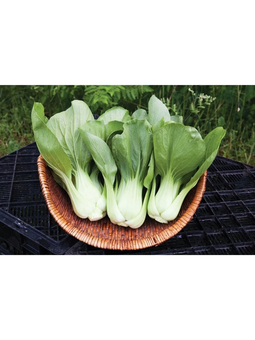 Shanghai Green Pac Choy Organic Seeds 4 Shanghai Green Pac Choy Organic Seeds - Image 2