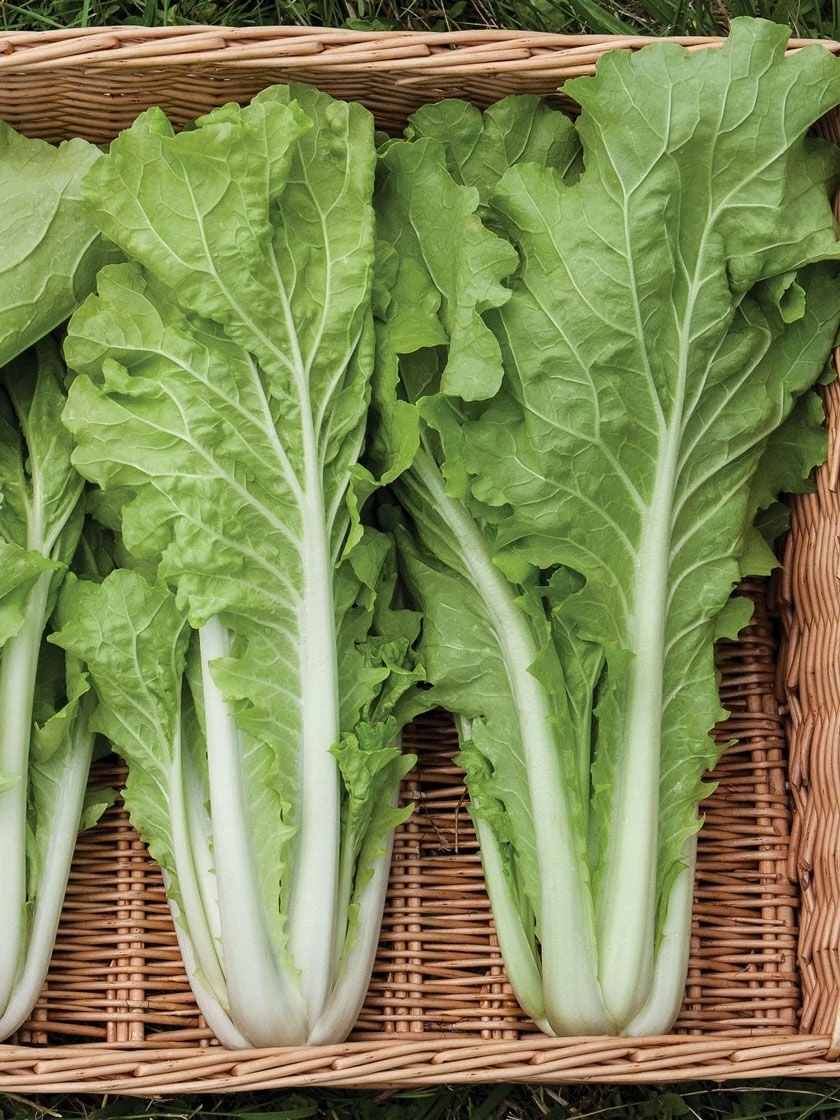 Silk Road Garden Organic Seed Collection, Set Of 6 6 Silk Road Garden Organic Seed Collection, Set Of 6 - Image 4