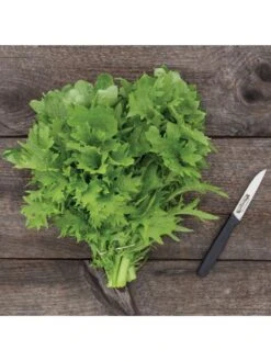 Wasabina Mustard Greens Organic Seeds 7 Wasabina Mustard Greens Organic Seeds -Plants And Accessories Shop 8610264 wasabina mustard 04v