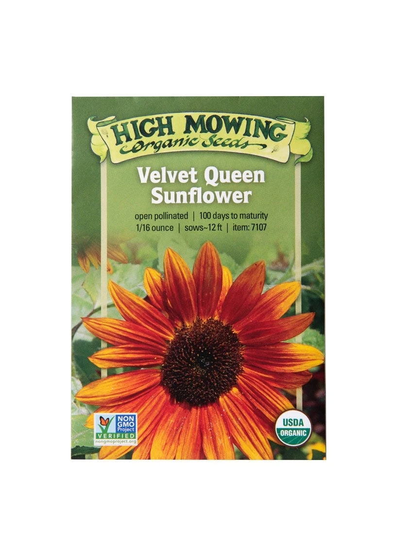 Velvet Queen Sunflower Organic Seeds 3 Velvet Queen Sunflower Organic Seeds