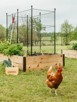 Tall Chicken Wire Critter Fence With Gate -Plants And Accessories Shop 8611020 316 tif