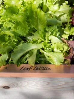 Re-Markable Raised Bed Trim 12 Re-Markable Raised Bed Trim -Plants And Accessories Shop 8611757 326 tif