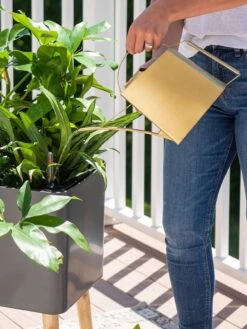 Precision Brass Watering Can -Plants And Accessories Shop 8612691 0011 1