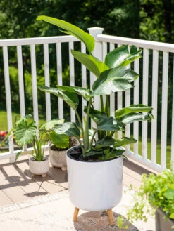 Front Page -Plants And Accessories Shop 8612692 0001 ava self watering round planter