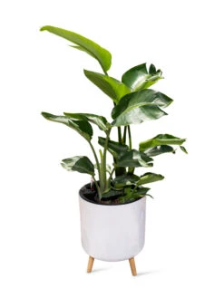 Ava Self-Watering Round Planter -Plants And Accessories Shop 8612692 0002