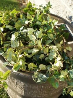 Round Rain Barrel With Planter, 35 Gallons -Plants And Accessories Shop 8612856WALNT 03V tif