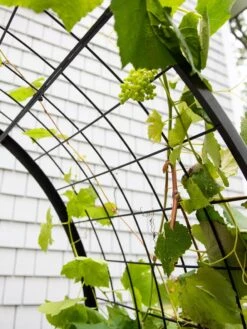 2’ X 4’ Arch Trellis For Planter Boxes -Plants And Accessories Shop 8612976 0436