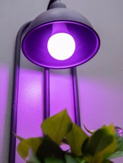 Kira Grow Light Hanging Planter 10 Kira Grow Light Hanging Planter -Plants And Accessories Shop 8613232 5663