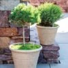 Self-Watering LavaStone® Anson Pot -Plants And Accessories Shop 8613256 0124 self watering lavastone anson pot