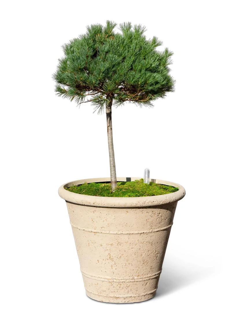 Self-Watering LavaStone® Anson Pot 6 Self-Watering LavaStone® Anson Pot - Image 4