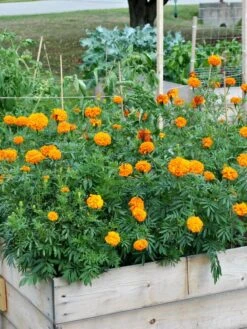 SeedSheets Organic Vegetable Garden, Easy Breezy Caprese, 4' X 8' -Plants And Accessories Shop 8613295 04V