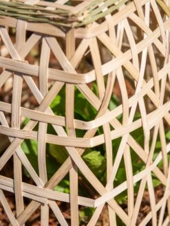 Bamboo Cloche, Set Of 2 19 Bamboo Cloche, Set Of 2 -Plants And Accessories Shop 8613351 0153