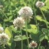 White Clover Seed, 1/2 Lb. 2 White Clover Seed, 1/2 Lb. -Plants And Accessories Shop GS35957 01K