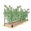 Raspberry Bed -Plants And Accessories Shop GS39389 01S 1