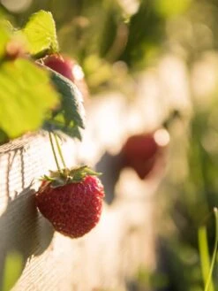 3-Tier Strawberry Bed -Plants And Accessories Shop Strawberry3 3167 tif