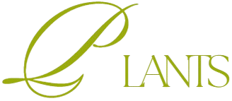 Plants And Accessories Shop