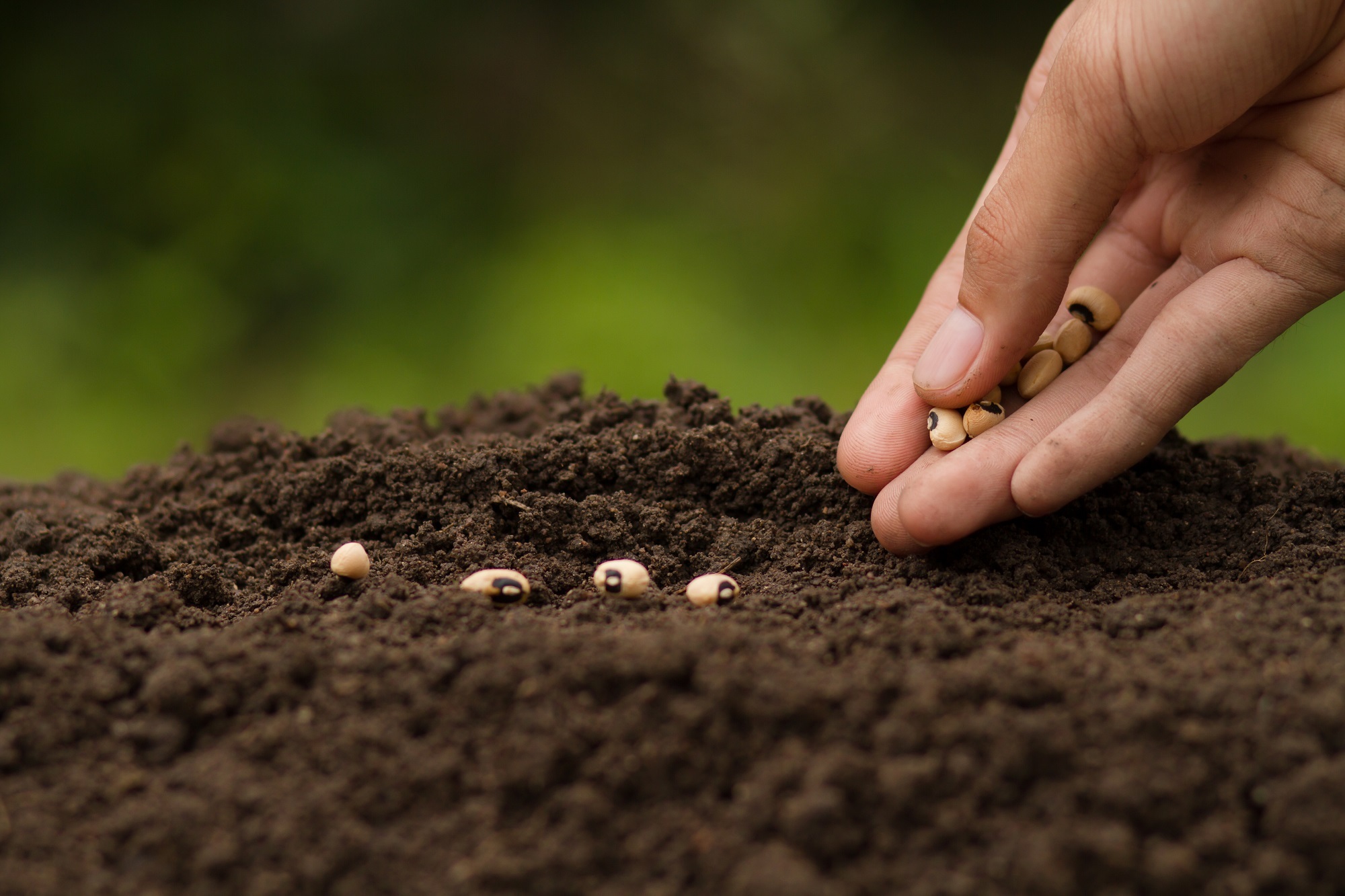 Front Page -Plants And Accessories Shop person planting seeds in a garden